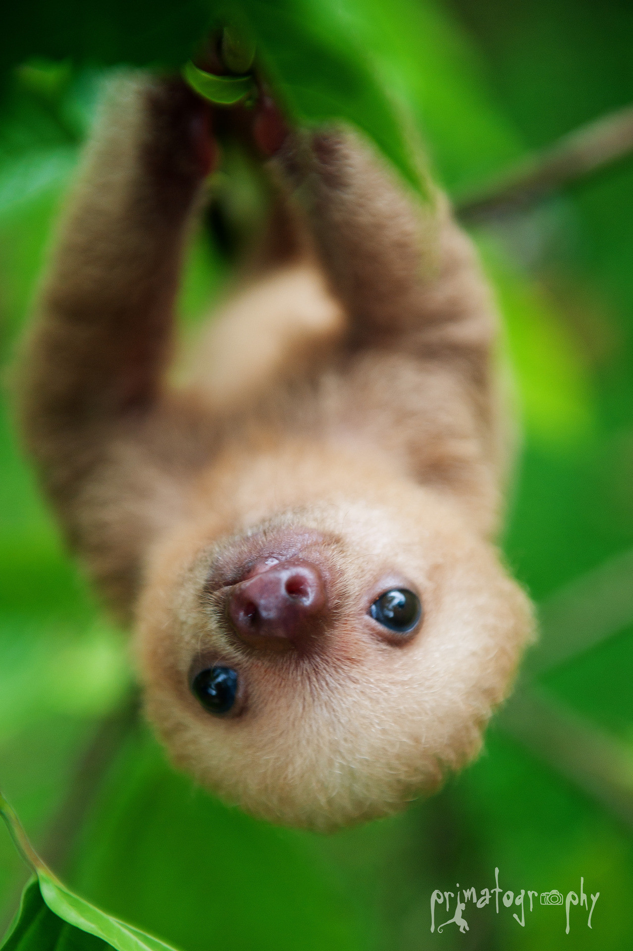 かわいいナマケモノの壁紙,2つま先ナマケモノ,怠惰