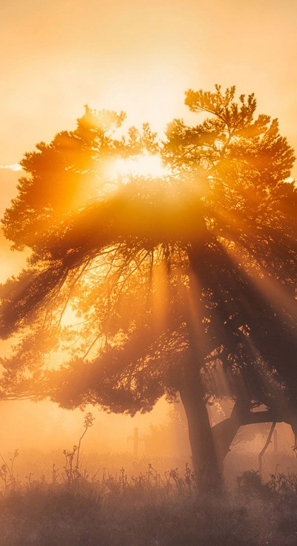 fondo de pantalla en,cielo,luz del sol,paisaje natural,mañana,árbol