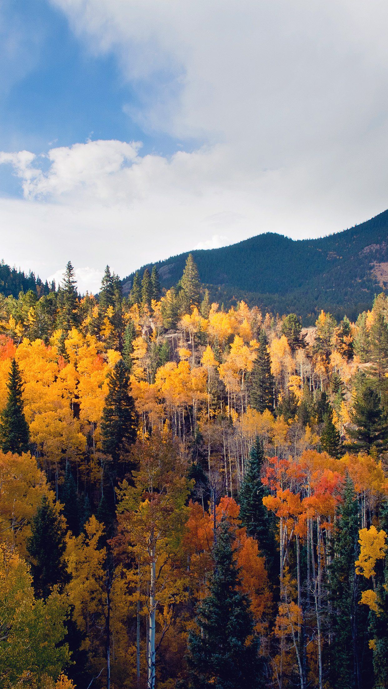 fondo de pantalla en,alerce larix lyalliisubalpine,naturaleza,árbol,paisaje natural,hoja