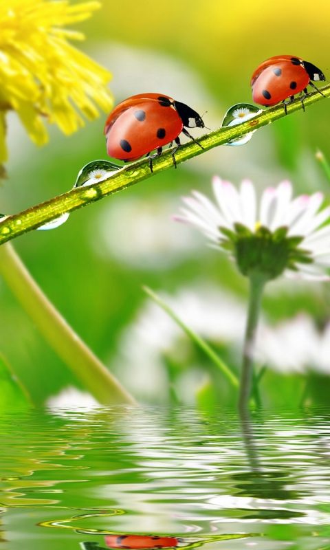different wallpapers for mobile,ladybug,nature,water,macro photography,insect