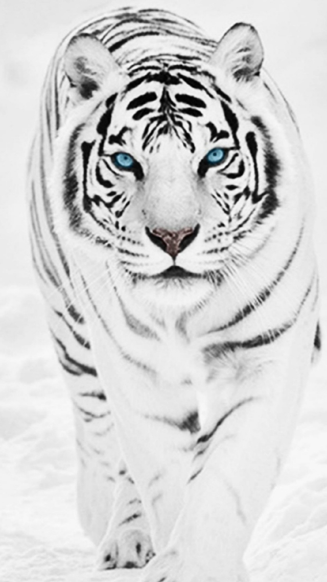sfondo dinamico per iphone 5s,tigre,bianca,tigre del bengala,tigre siberiana,natura