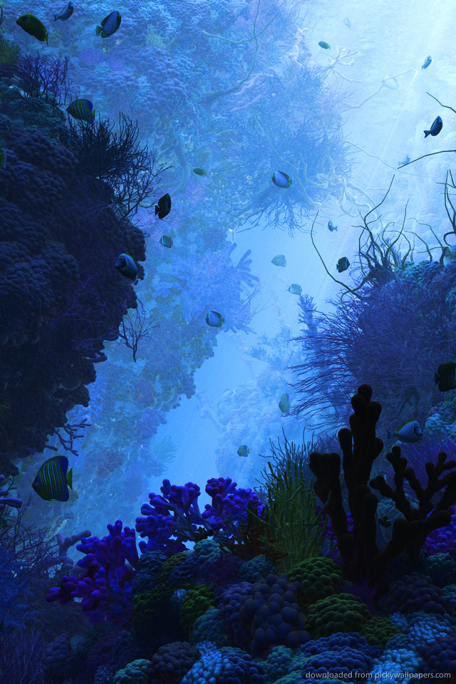cydia wallpaper,blue,water,sky,marine biology,organism