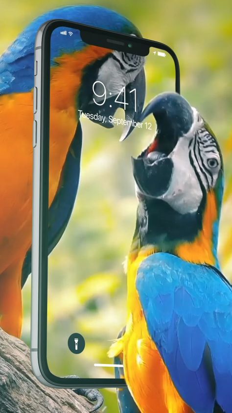 fondo de pantalla en movimiento para iphone 5,guacamayo,pájaro,loro,piciformes,fauna silvestre