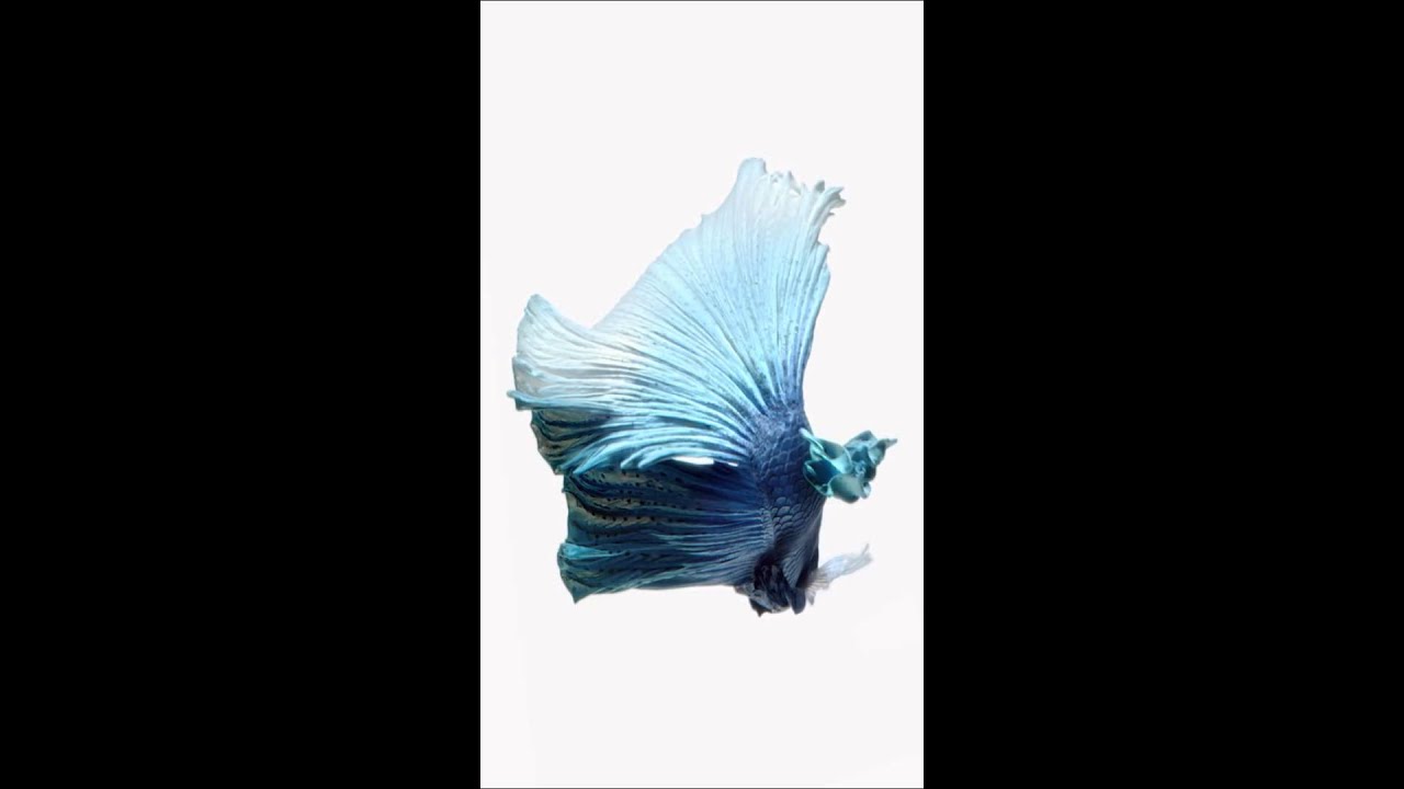 sfondi in movimento per iphone 6s,blu,turchese,alzavola,illustrazione,disegno grafico