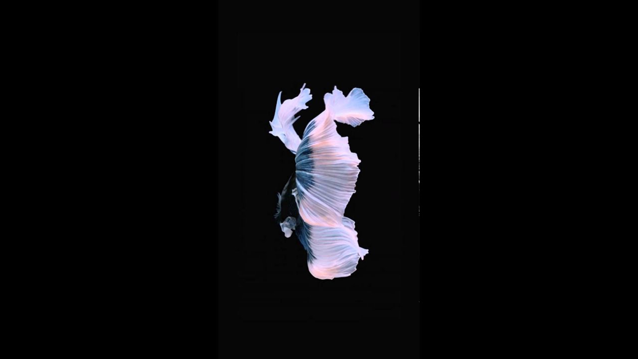 moving wallpapers for iphone 6s,organism,performance,darkness