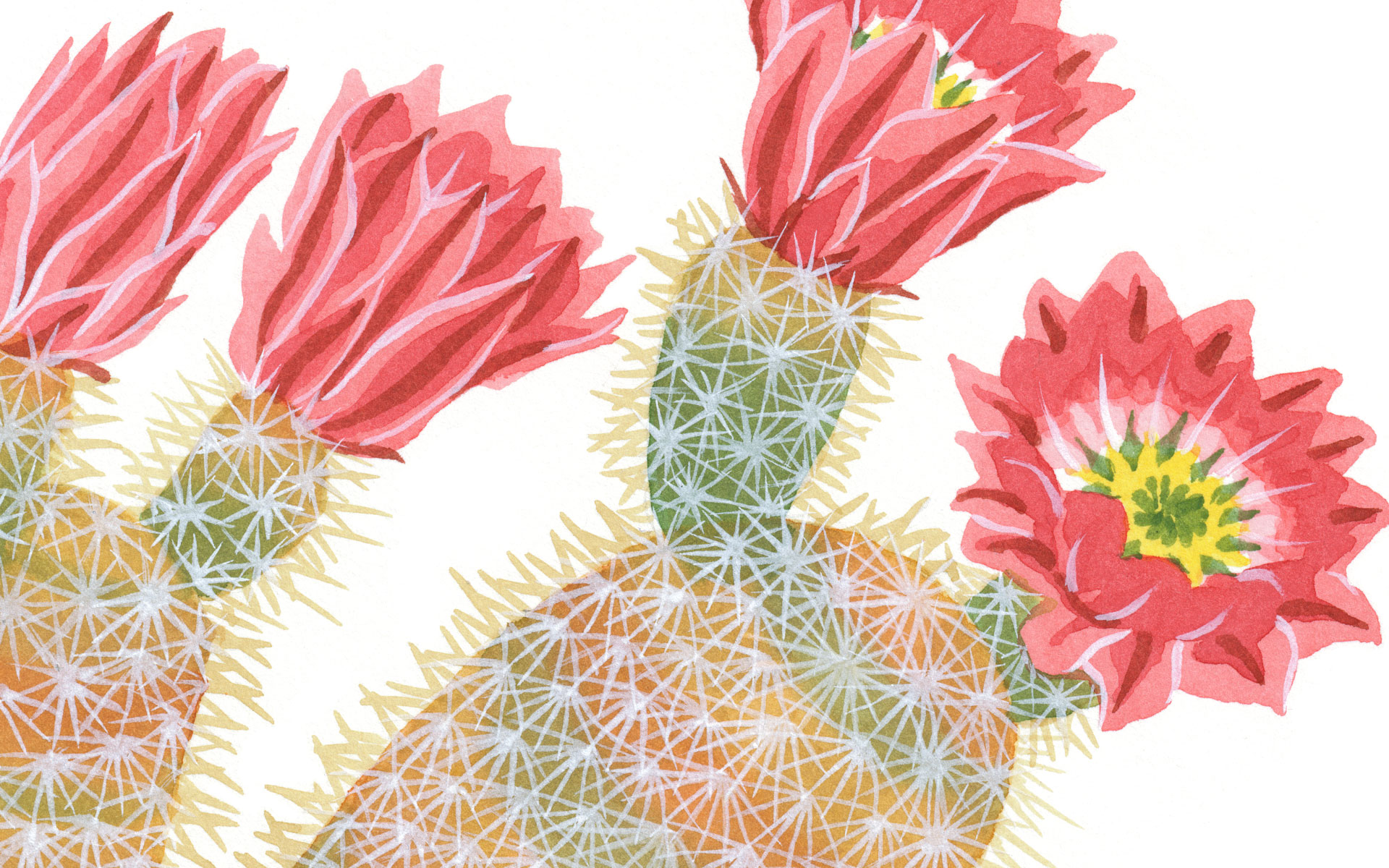 cactus desktop wallpaper,flower,plant,cactus,botany,petal