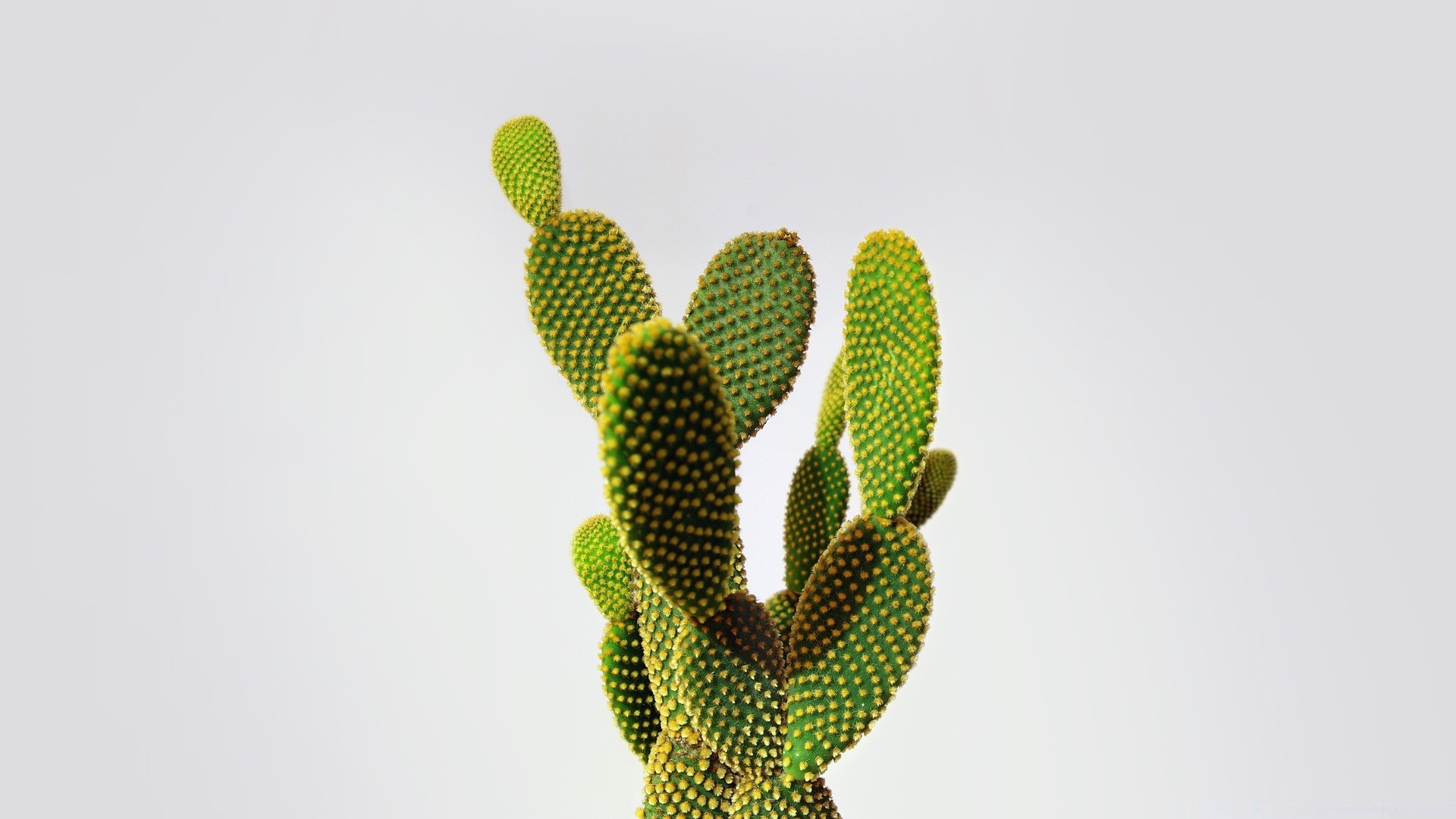 cactus fondos de escritorio,cactus,planta,flor,saguaro,higo chumbo
