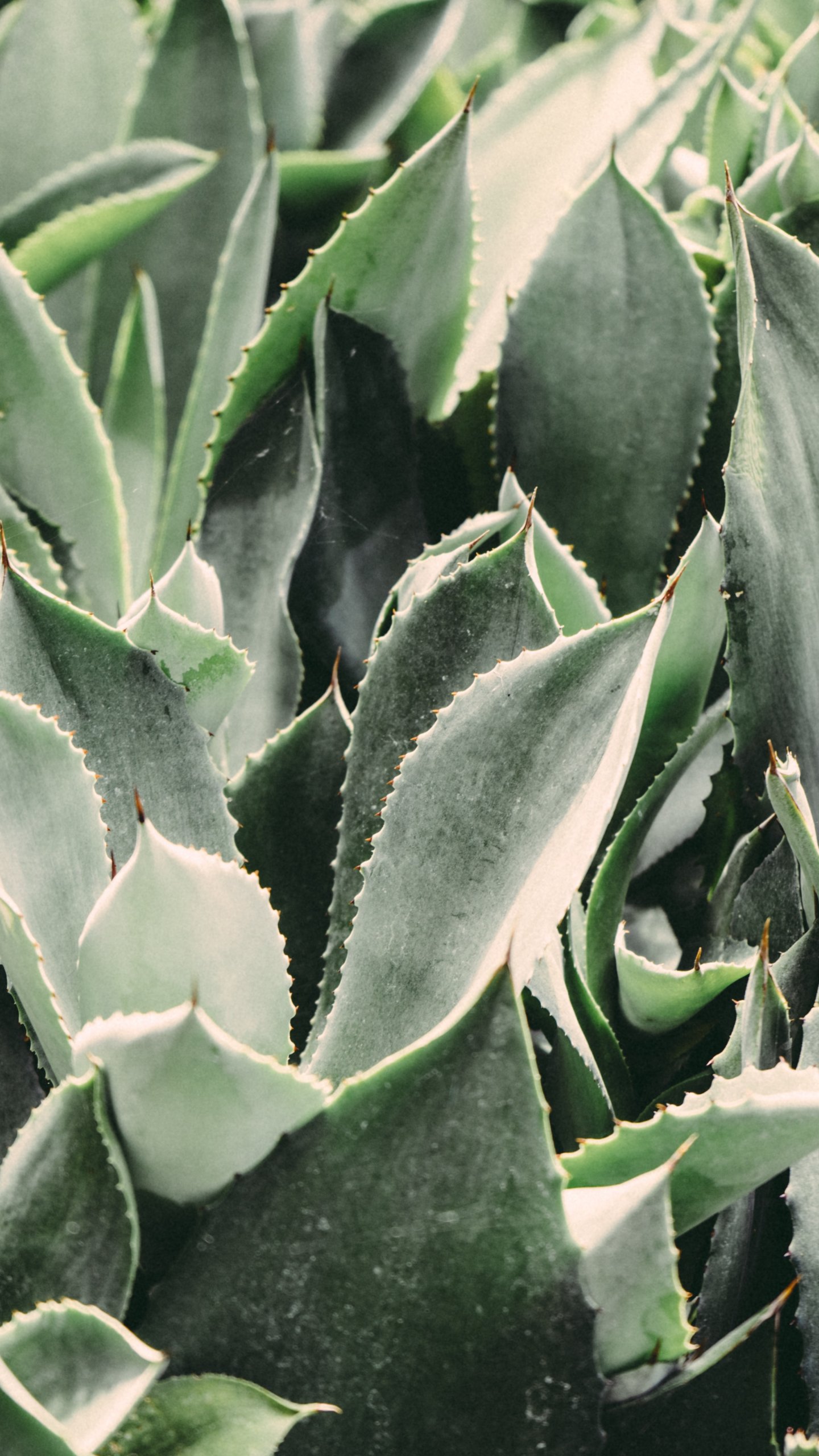 sfondo del desktop di cactus,agave,pianta,fiore,foglia,echeveria