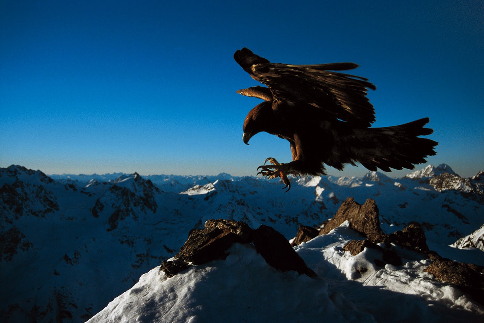 カルタルの壁紙,ゴールデンイーグル,鷲,空,猛禽,山