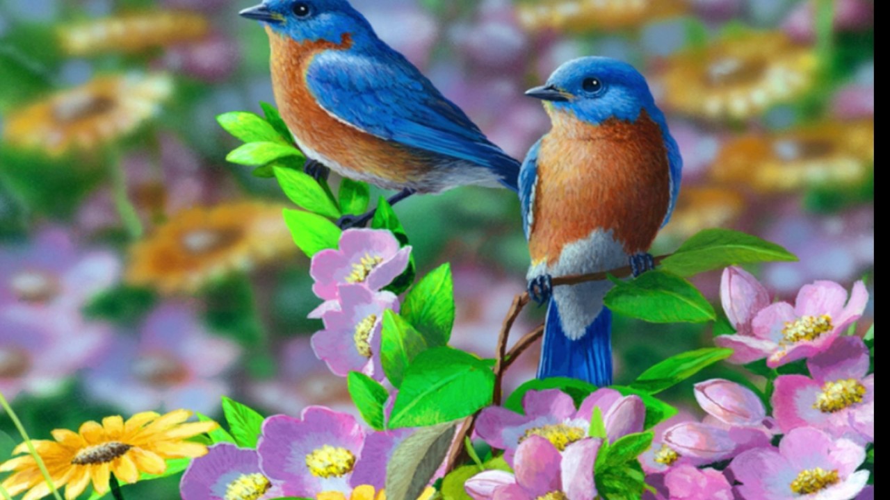 two wallpaper,bird,bluebird,eastern bluebird,beak,plant