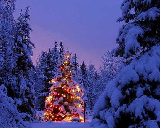 carta da parati di natale doppio monitor,neve,inverno,albero,abete rosso nero a foglia corta,natura