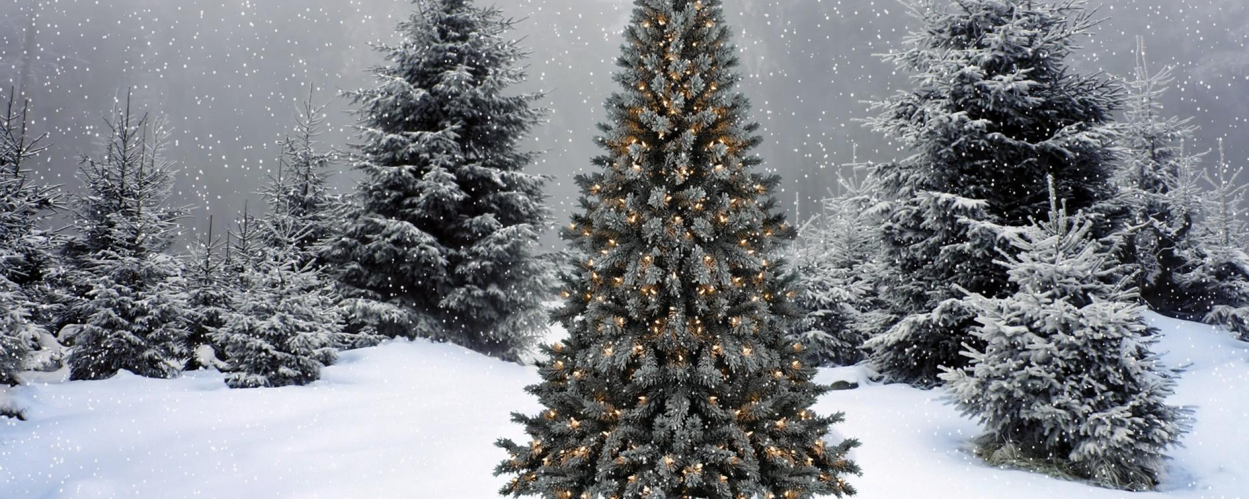 デュアルモニターのクリスマスの壁紙,ショートリーフブラックスプルース,木,コロラドスプルース,黄色のモミ,白松