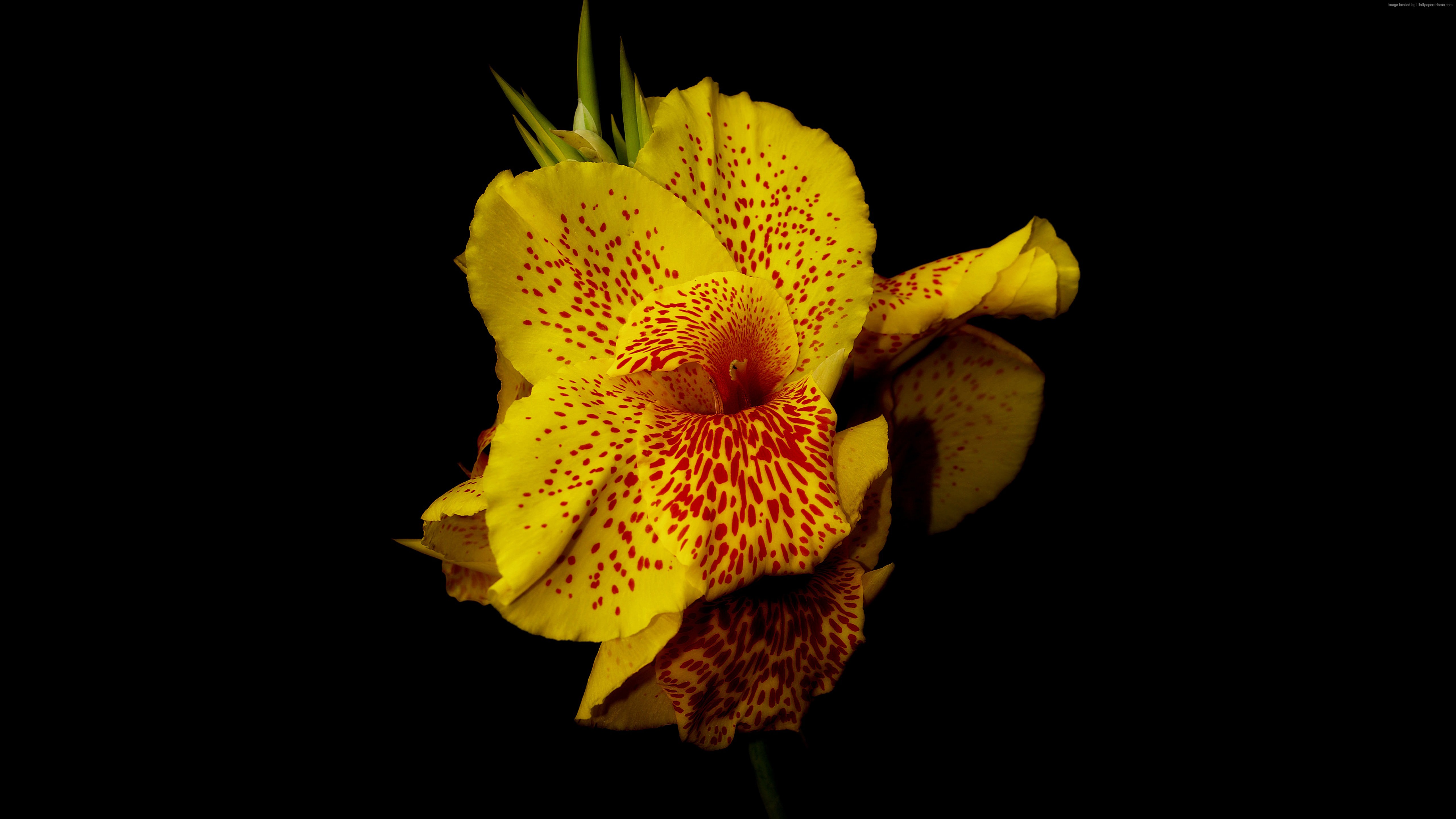 display wallpaper images,flower,yellow,petal,canna lily,flowering plant