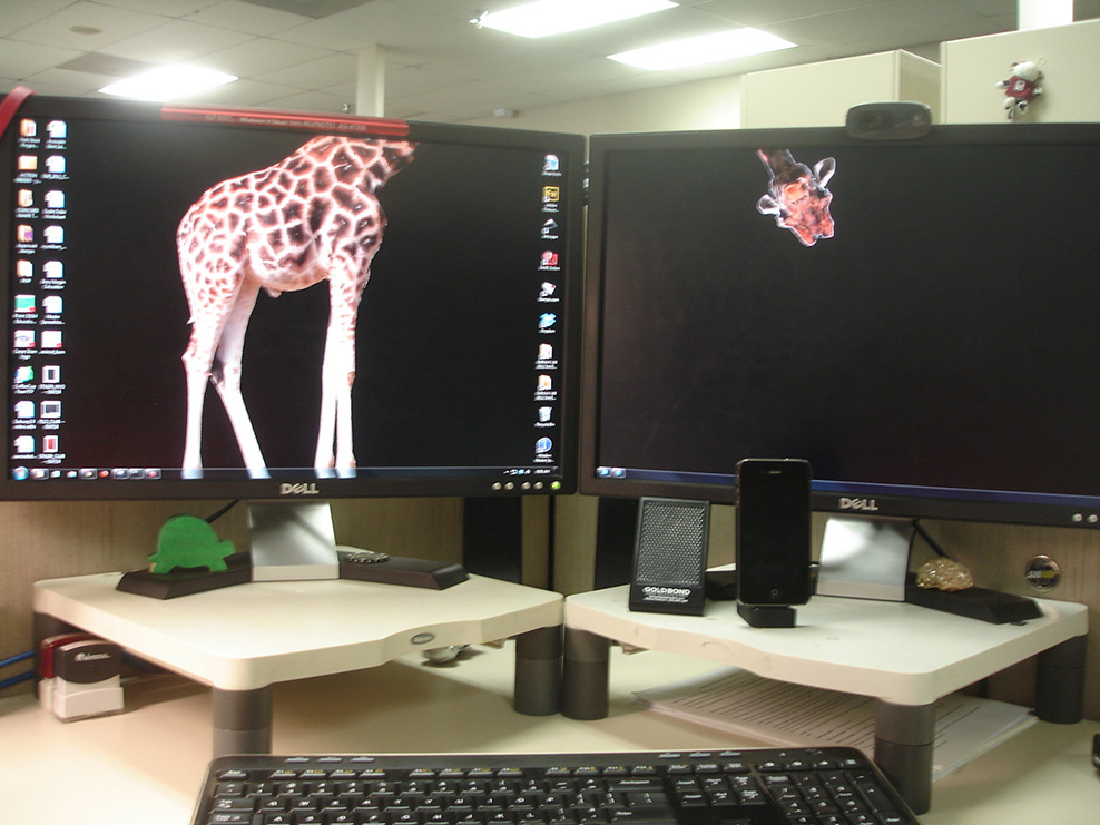 funny dual monitor wallpaper,giraffe,design,room,giraffidae,interior design