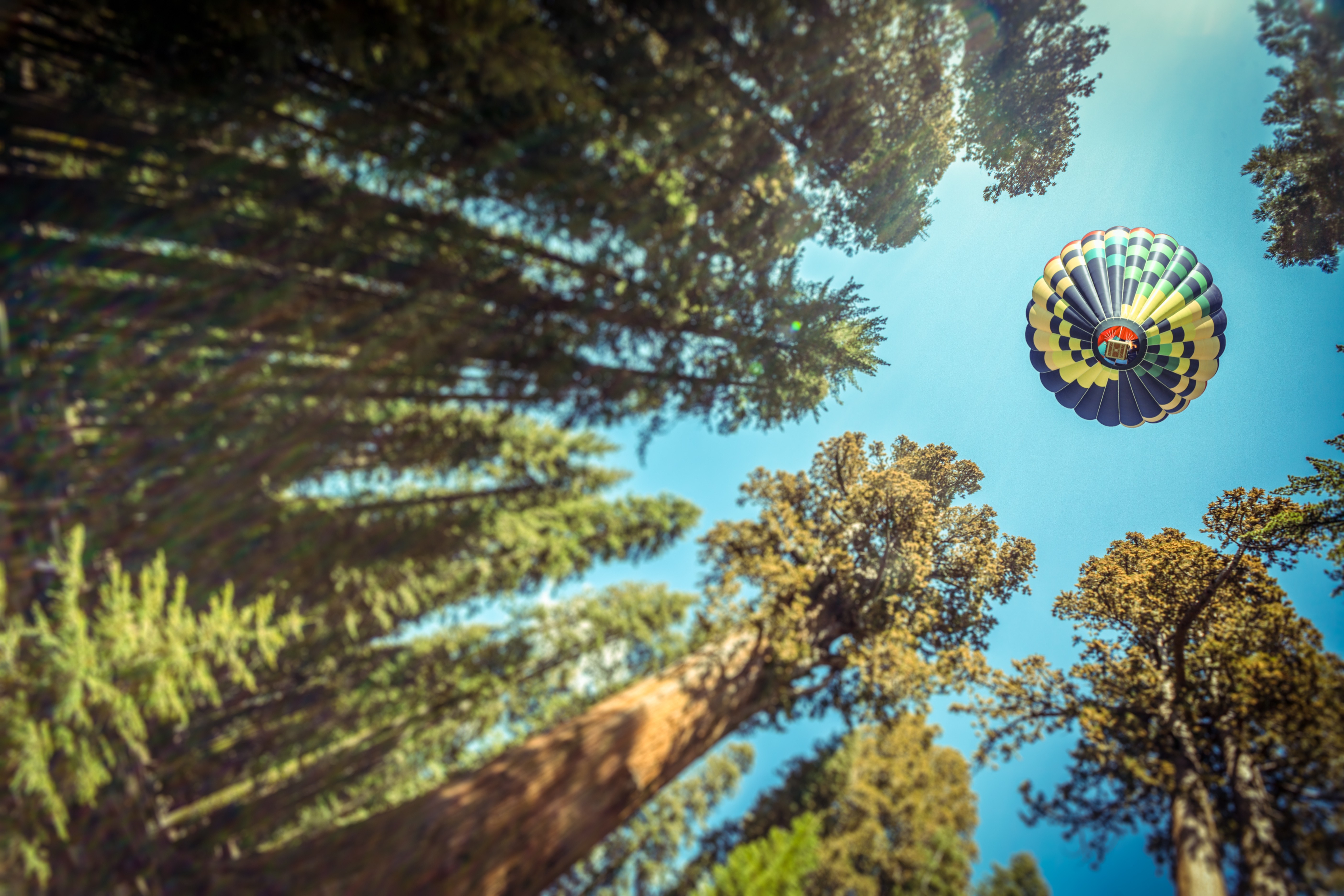 sfondo del grande schermo,cielo,albero,mongolfiera,luce del sole,mondo