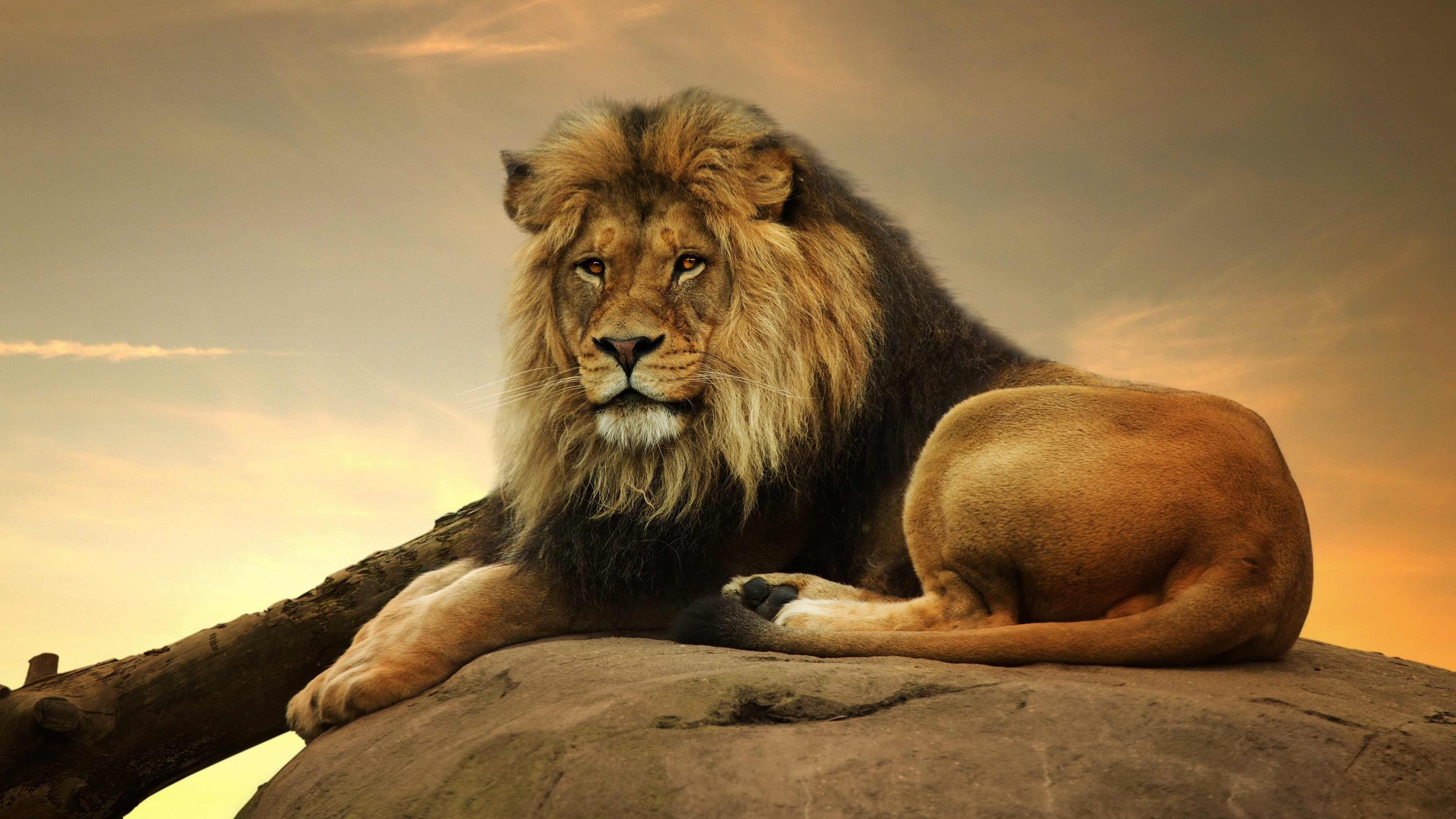 big screen wallpaper,mammal,lion,vertebrate,masai lion,wildlife