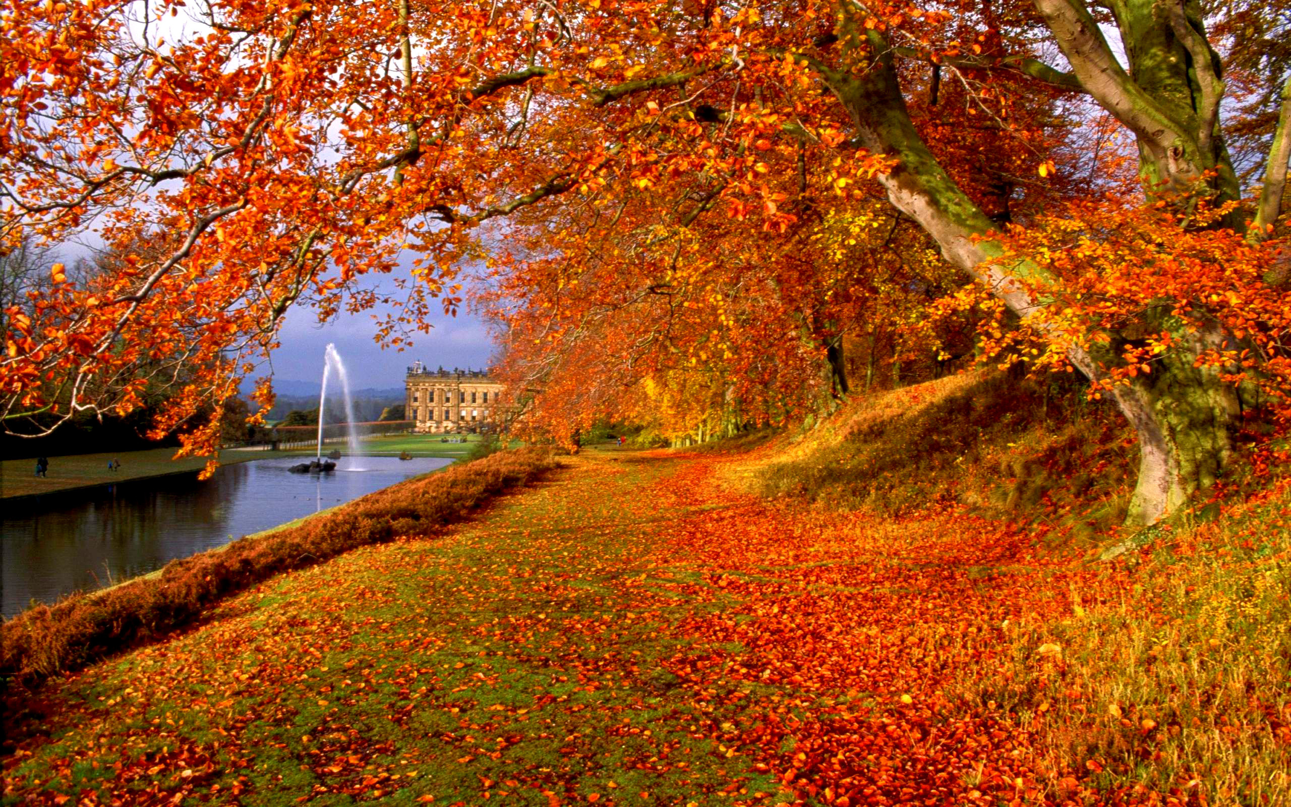 nouveau fond d'écran,paysage naturel,arbre,la nature,feuille,l'automne