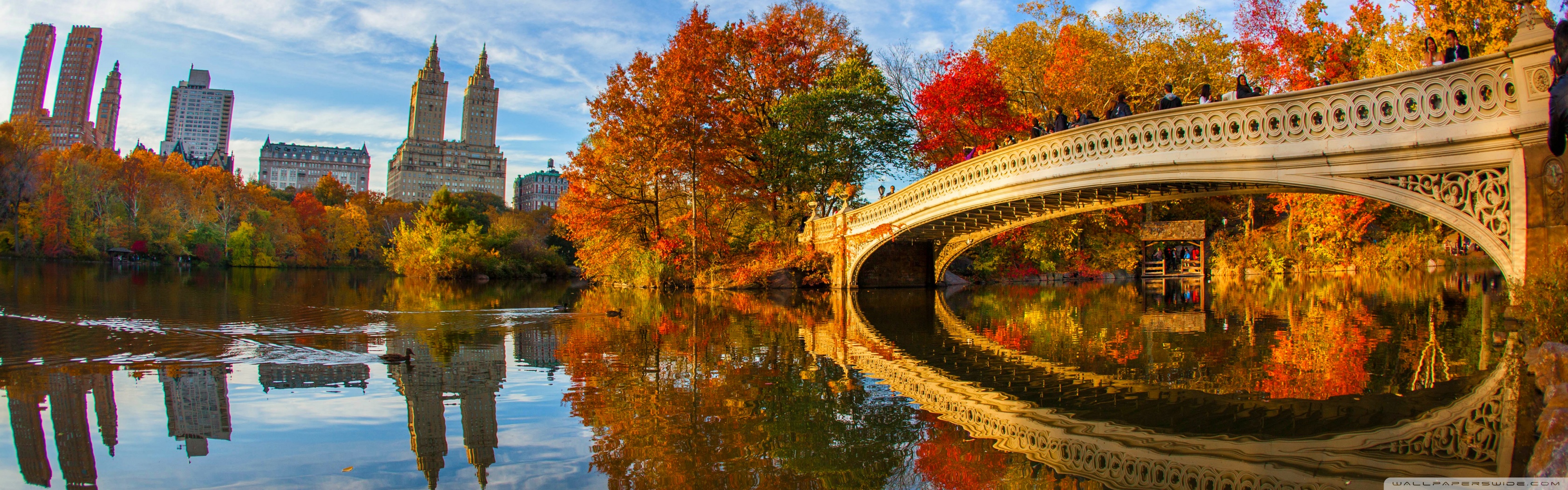 nuovo sfondo dello schermo,natura,riflessione,paesaggio naturale,albero,autunno