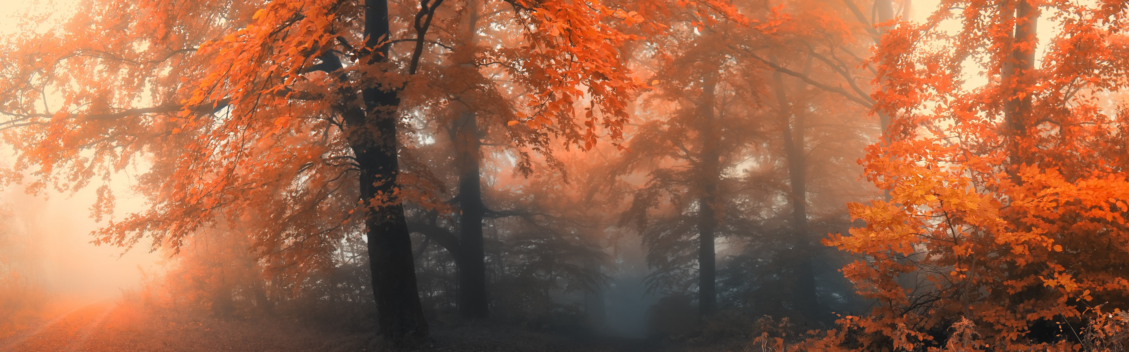 panorama de papel tapiz,naturaleza,árbol,bosque,luz del sol,naranja