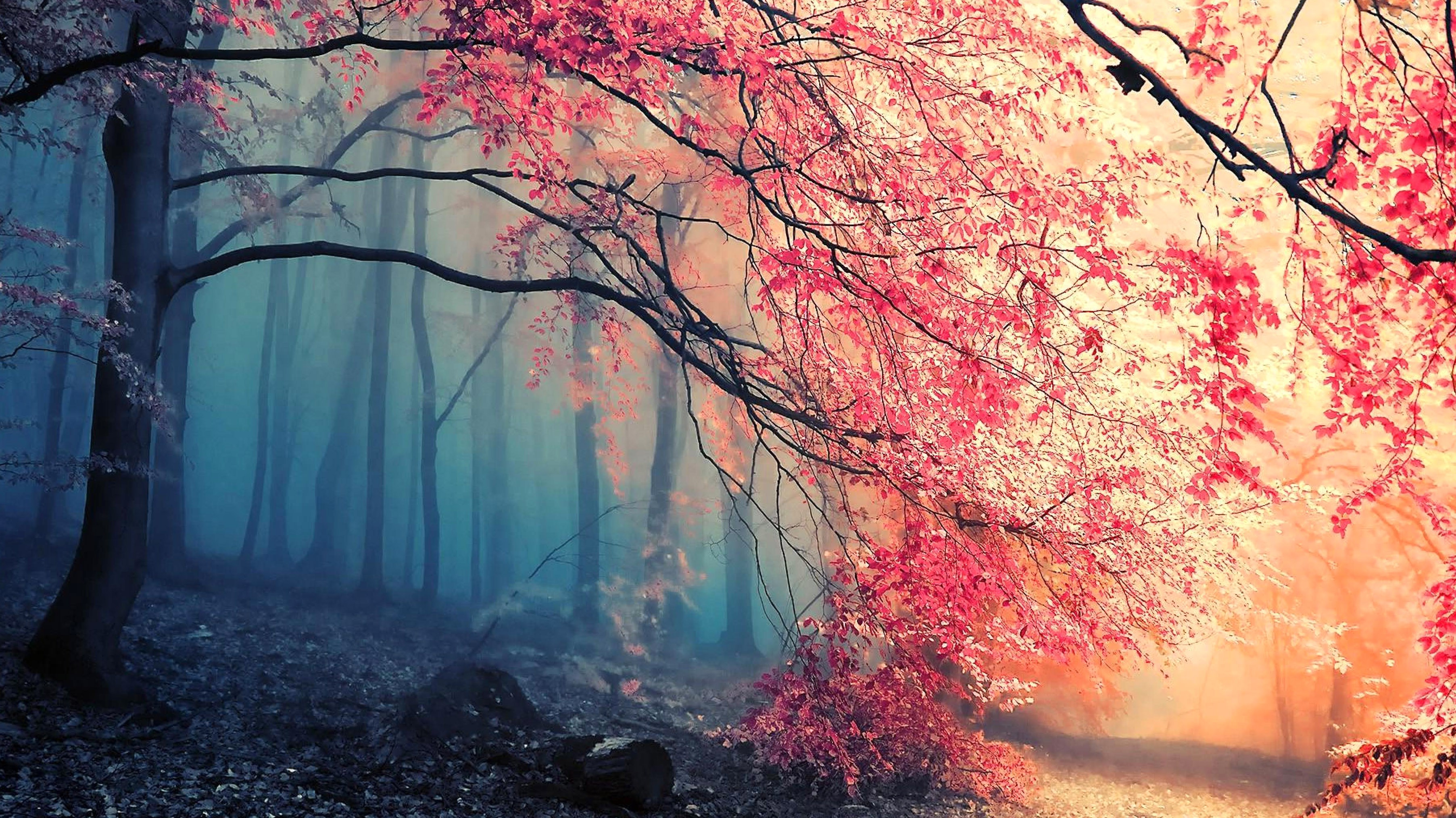 pintura fondo de pantalla hd descarga gratuita,naturaleza,árbol,paisaje natural,rojo,cielo