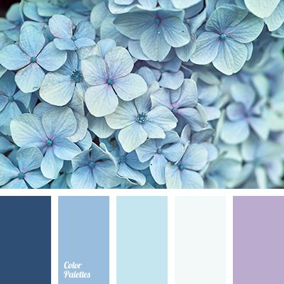 ideen für die kombination von tapeten und farben,blau,blütenblatt,blume,pflanze,aqua