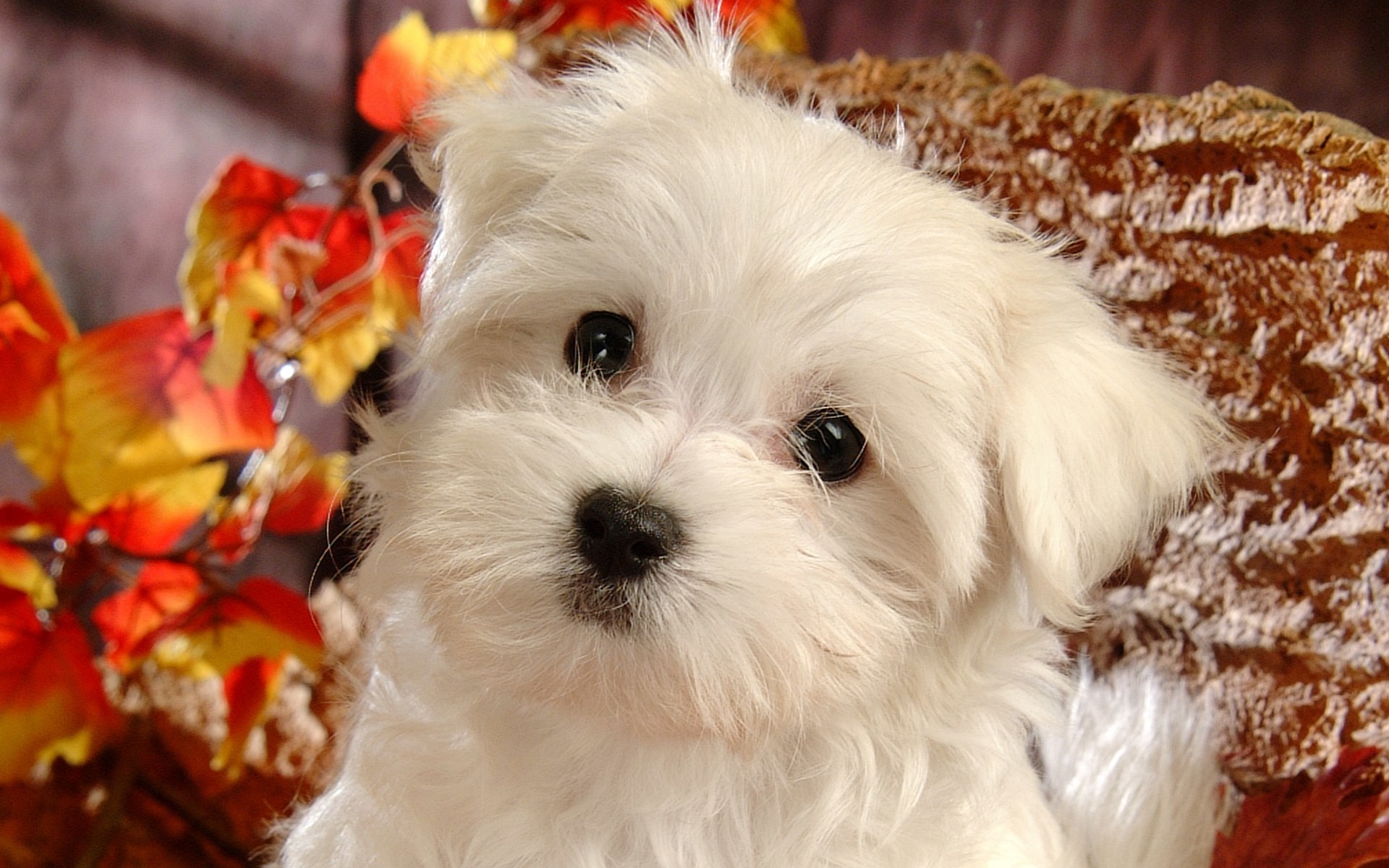 free cute wallpapers,dog,mammal,vertebrate,maltepoo,dog breed