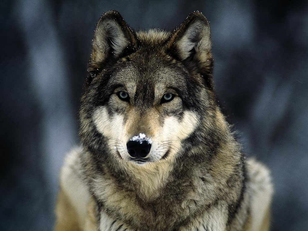 fond d'écran de loup,loup,chien,canis lupus tundrarum,faune,chien loup saarloos