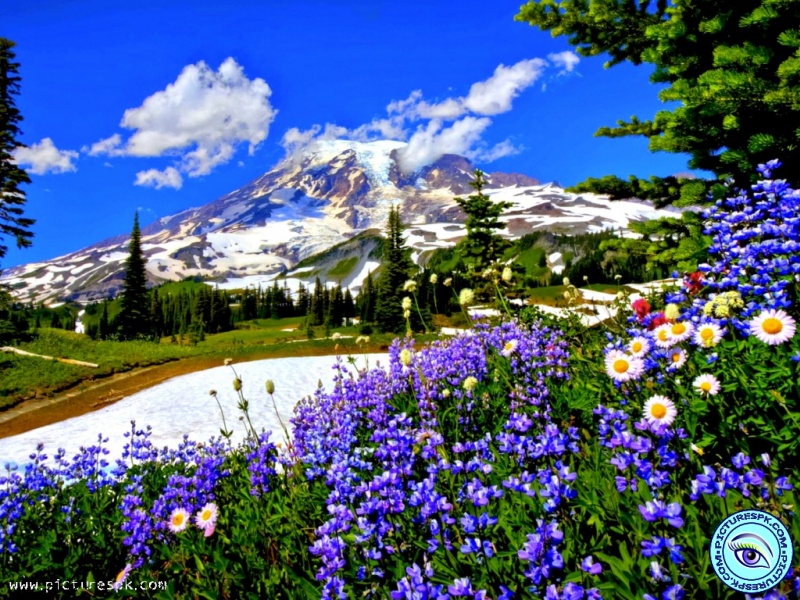 fondo de pantalla de 800x600,flor,naturaleza,paisaje natural,planta,azul