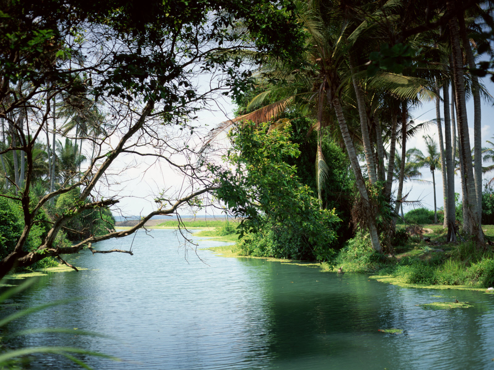 fondo de pantalla 1600x1200,paisaje natural,naturaleza,cuerpo de agua,recursos hídricos,árbol