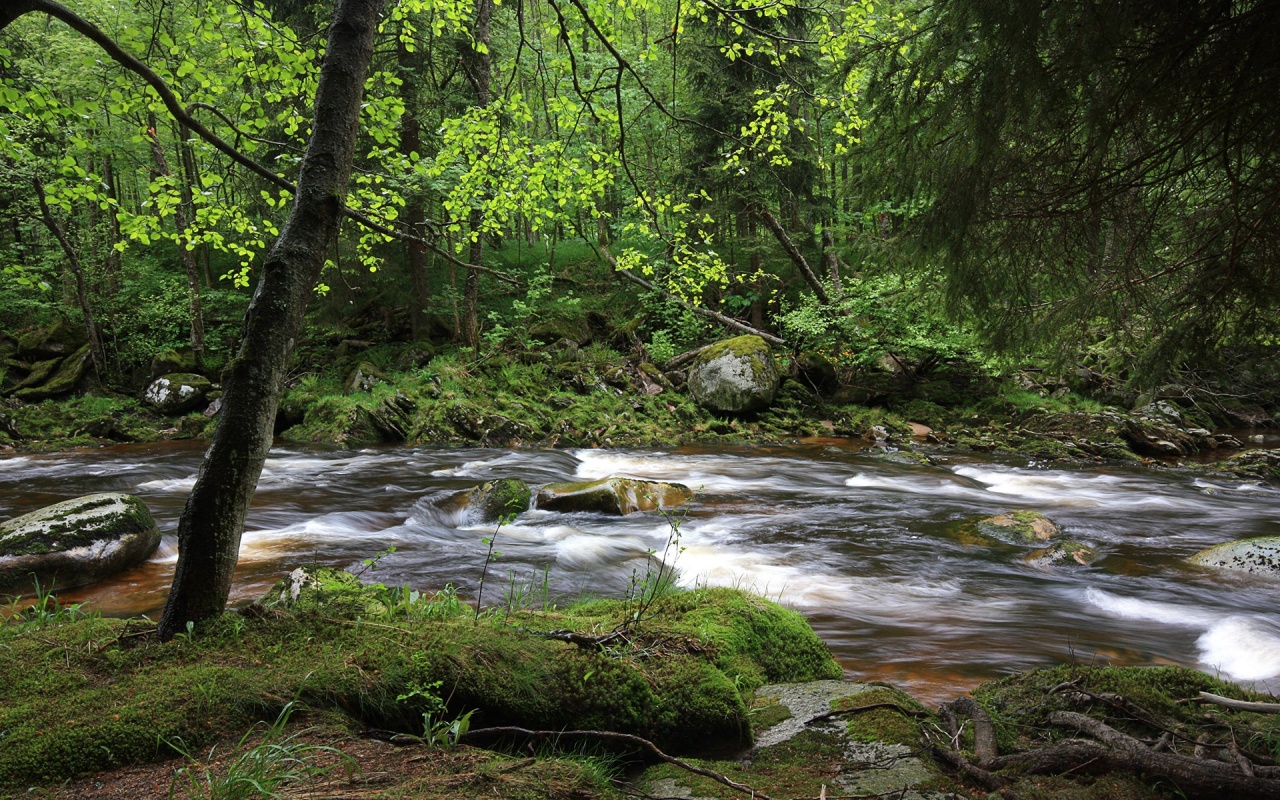 forest wallpapers 1280x800,body of water,nature,natural landscape,stream,watercourse