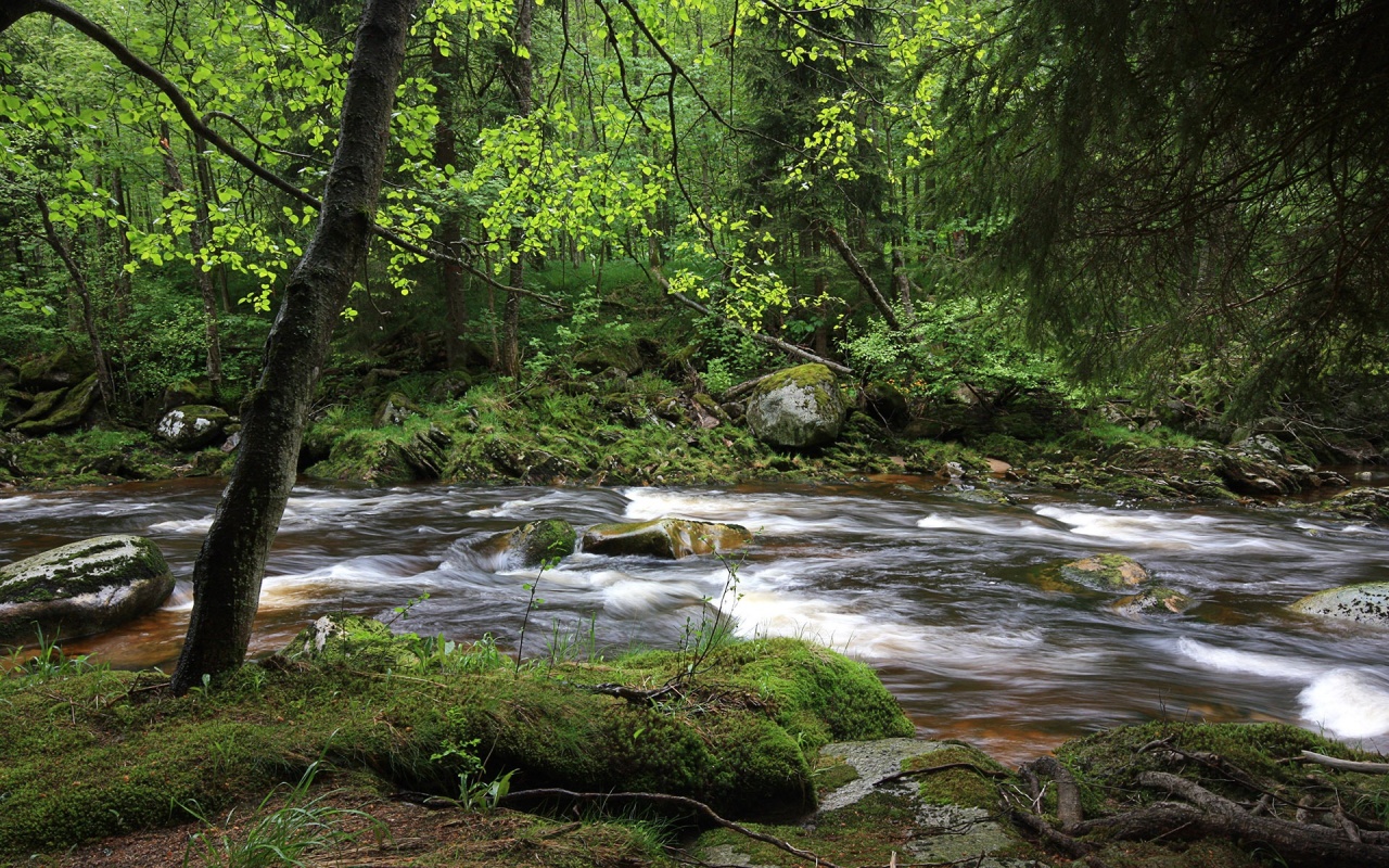 森の壁紙1280x800,水域,自然,自然の風景,ストリーム,水路