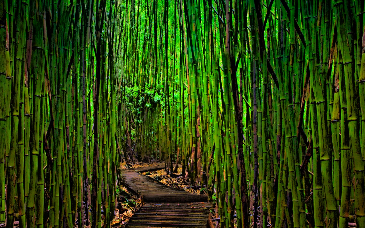 fonds d'écran forêt 1280x800,vert,bambou,la nature,arbre,paysage naturel