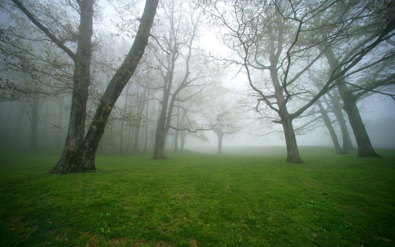 waldtapeten 1280x800,natürliche landschaft,natur,baum,nebel,nebel