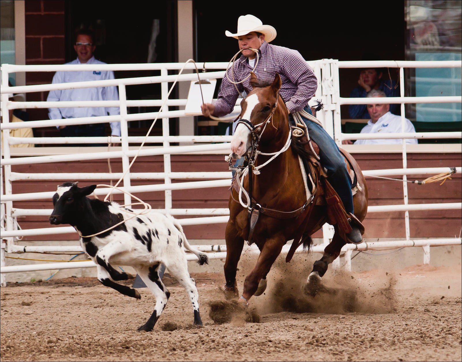rodeo wallpaper,zaum,pferd,sport