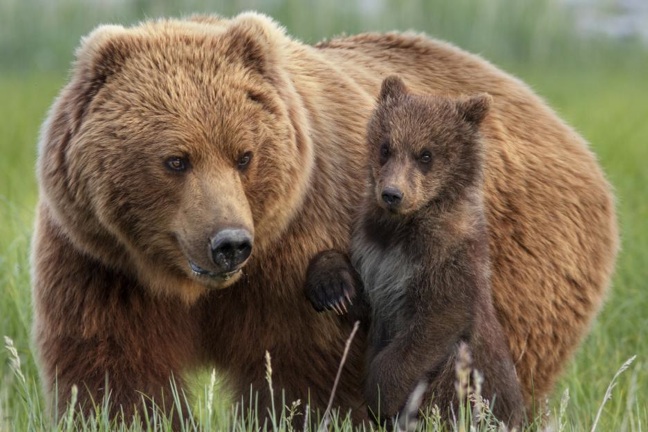 gefahr live wallpaper,braunbär,landtier,grizzlybär,tierwelt,bär