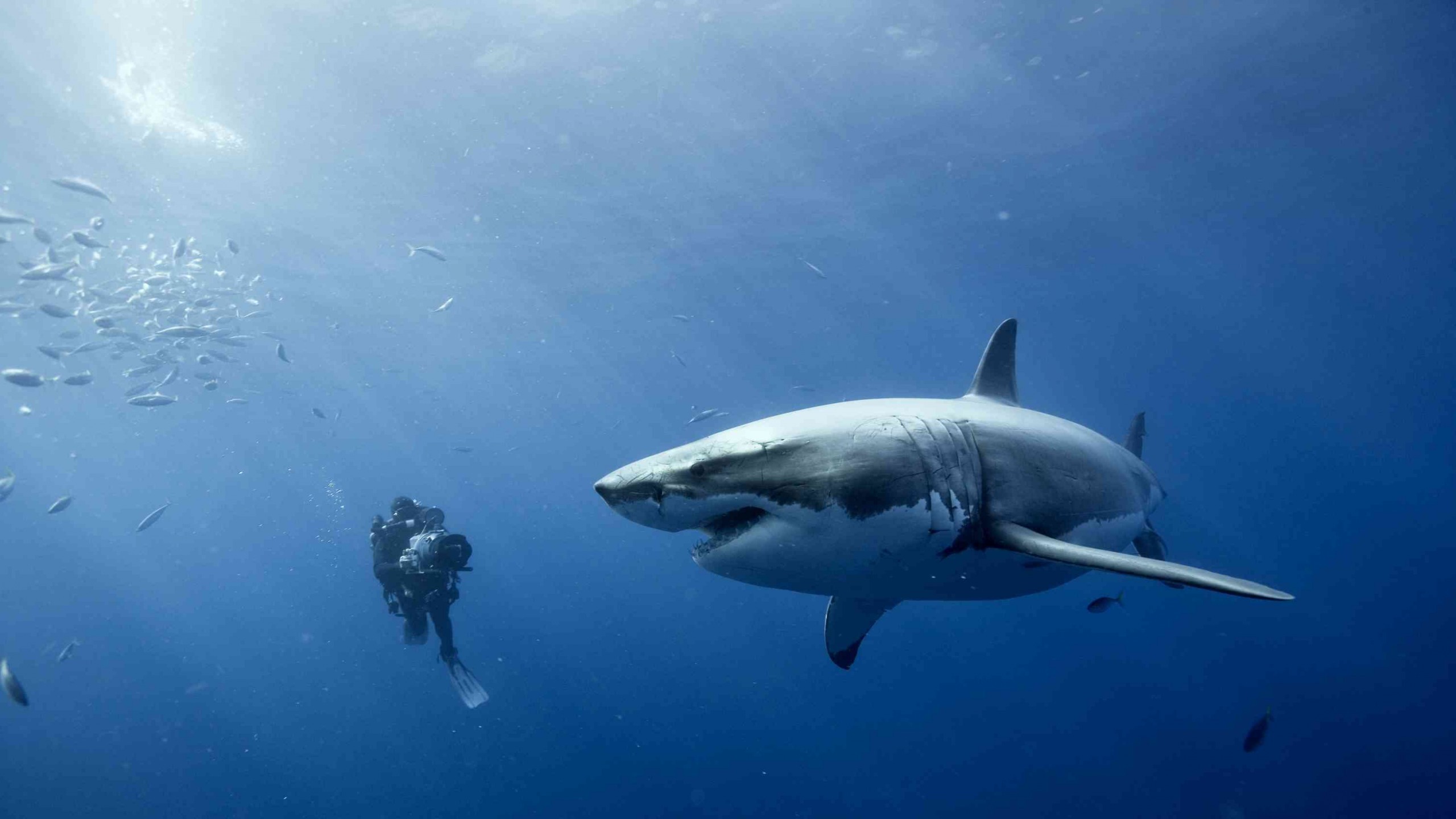 danger live wallpaper,poisson,grand requin blanc,requin,sous marin,biologie marine