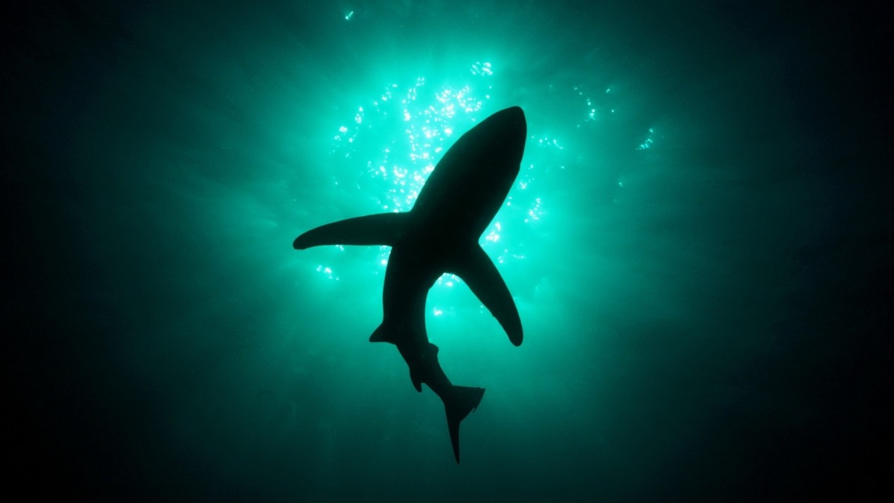 animus live wallpaper,water,shark,underwater,green,fin