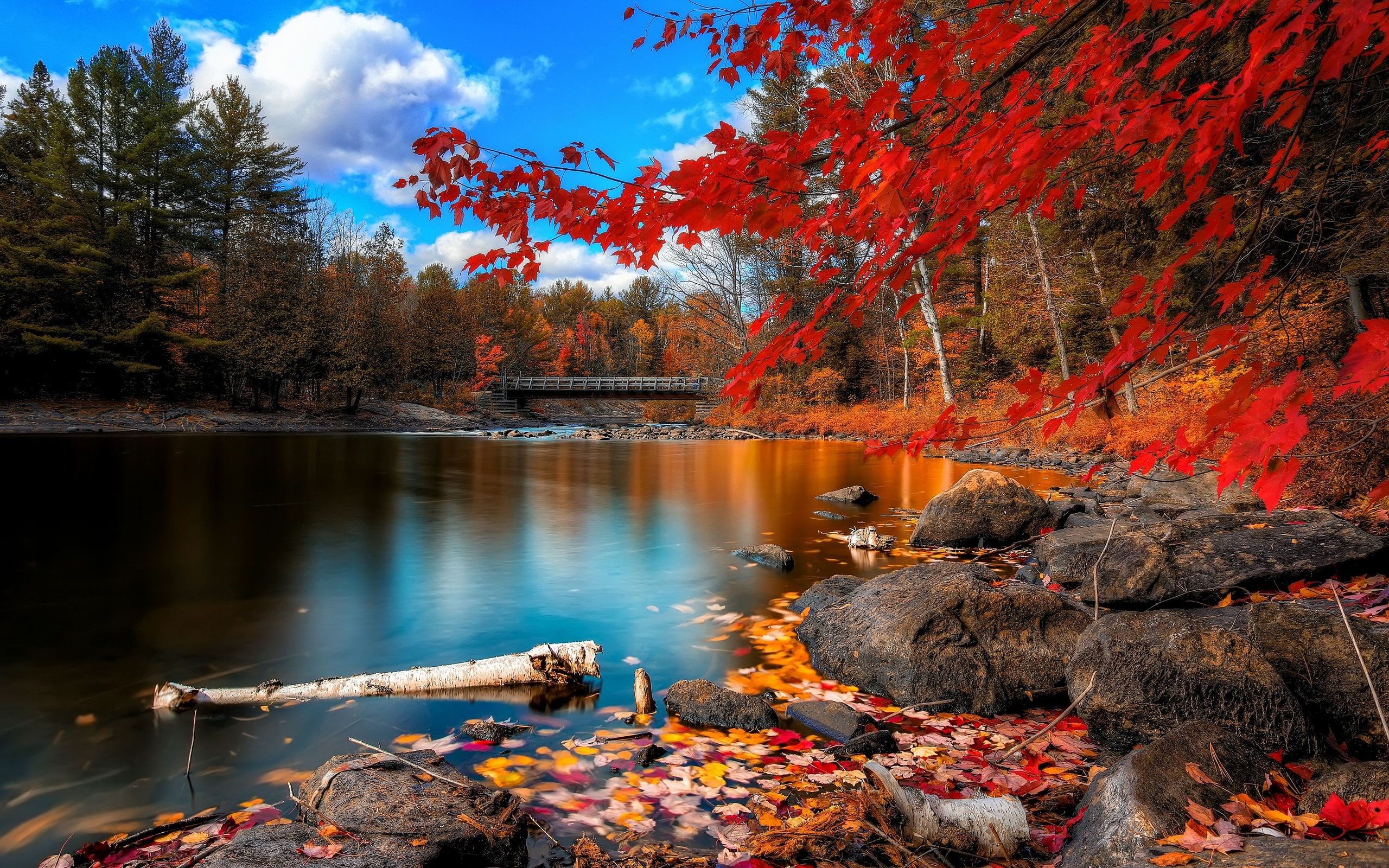 fond d'écran en direct du lac,la nature,paysage naturel,feuille,arbre,ciel