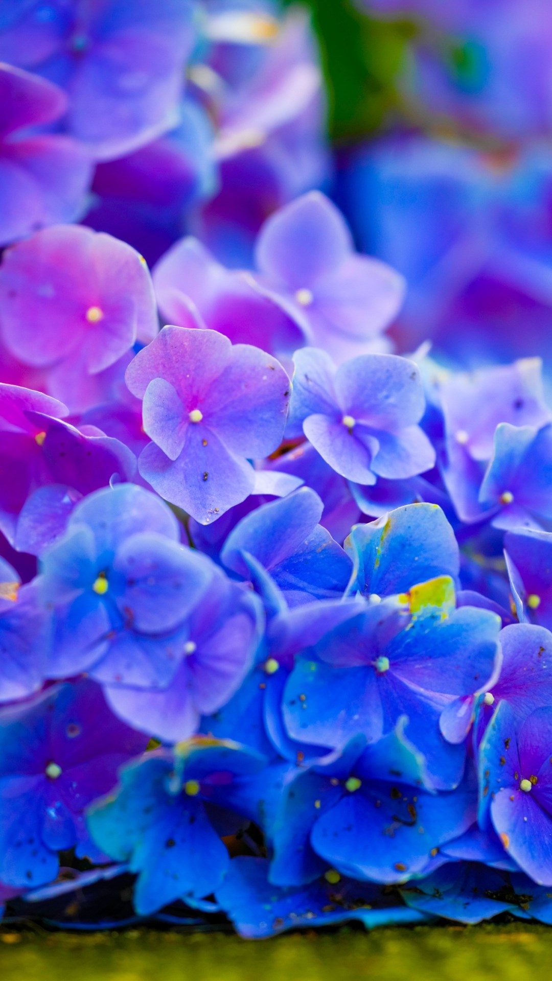 サムスンギャラクシーライブ壁紙のhd,青い,花弁,花,バイオレット,紫の