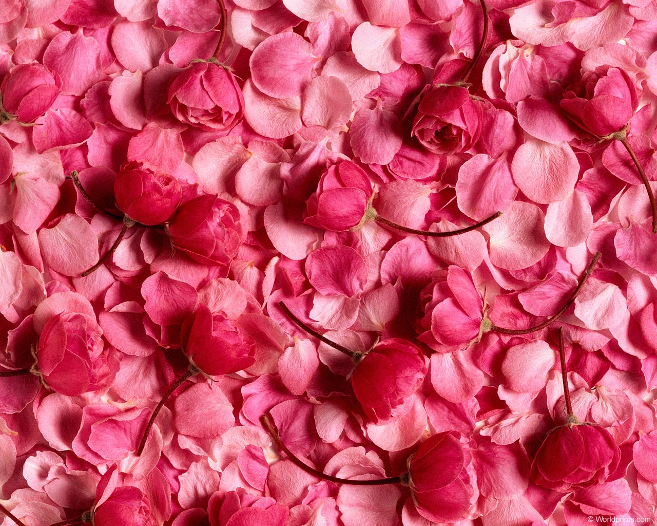 petals 3d live wallpaper,petal,pink,magenta,pattern,flower