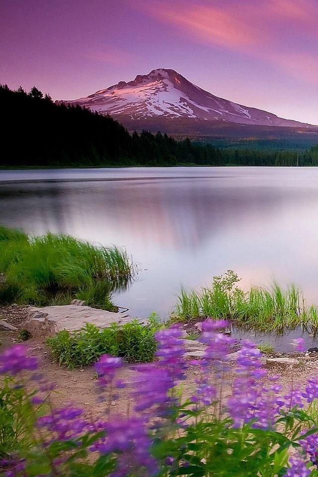 samsung s4 live wallpaper,natürliche landschaft,natur,lavendel,betrachtung,lila