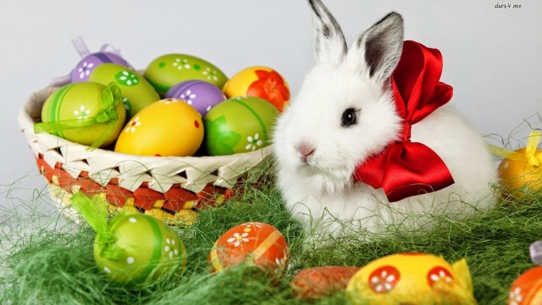 free live easter wallpaper,easter egg,rabbits and hares,rabbit,domestic rabbit,easter