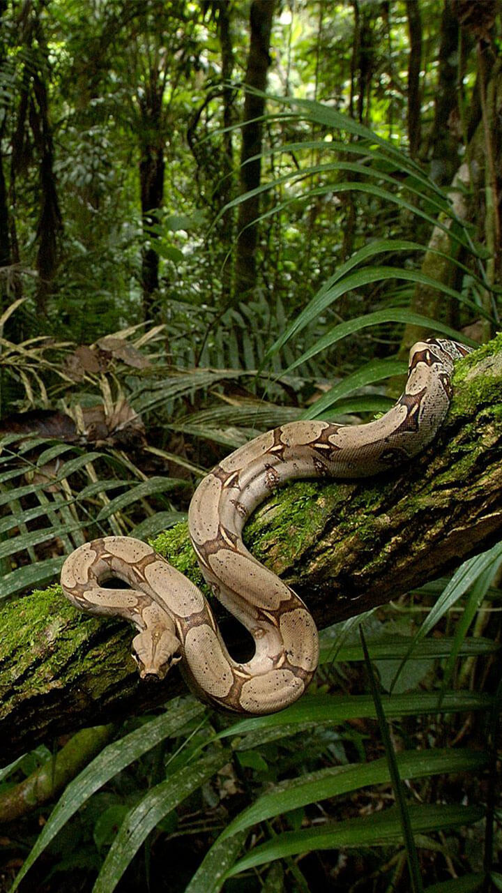 giungla live wallpaper,boa constrictor,serpente,rettile,giungla,foresta pluviale