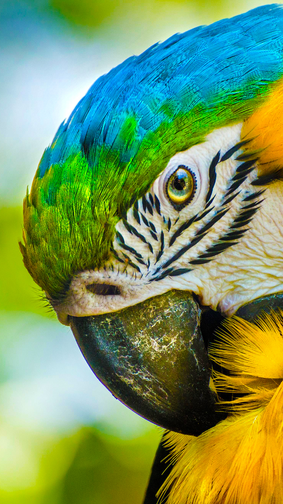 fondo de pantalla coolpad,pájaro,guacamayo,loro,perico,periquito