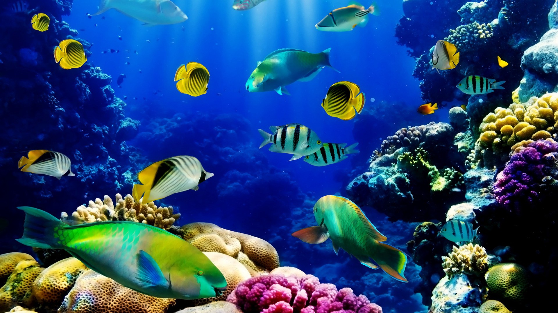 ocean hd live wallpaper,underwater,coral reef,marine biology,coral reef fish,reef