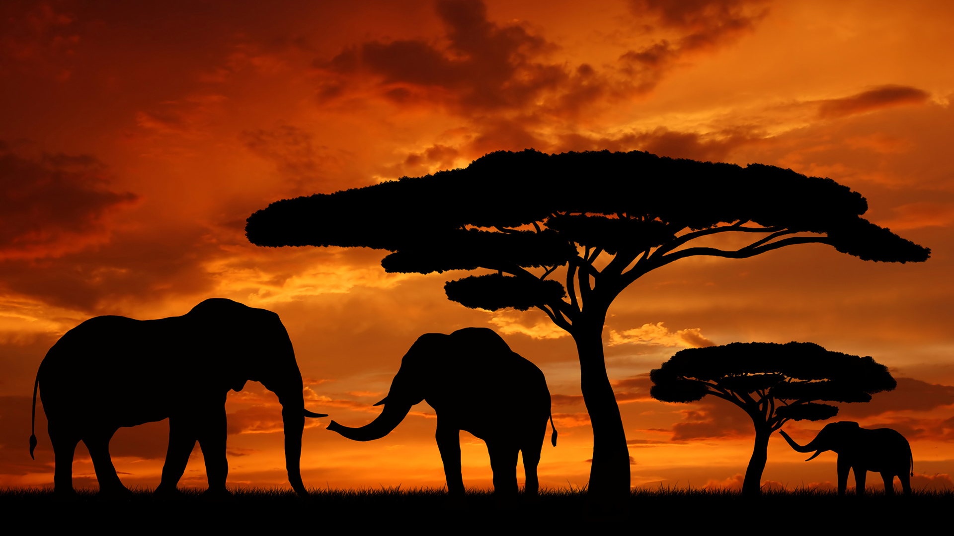 afrika wallpaper,wildlife,savanna,elephant,terrestrial animal,african elephant