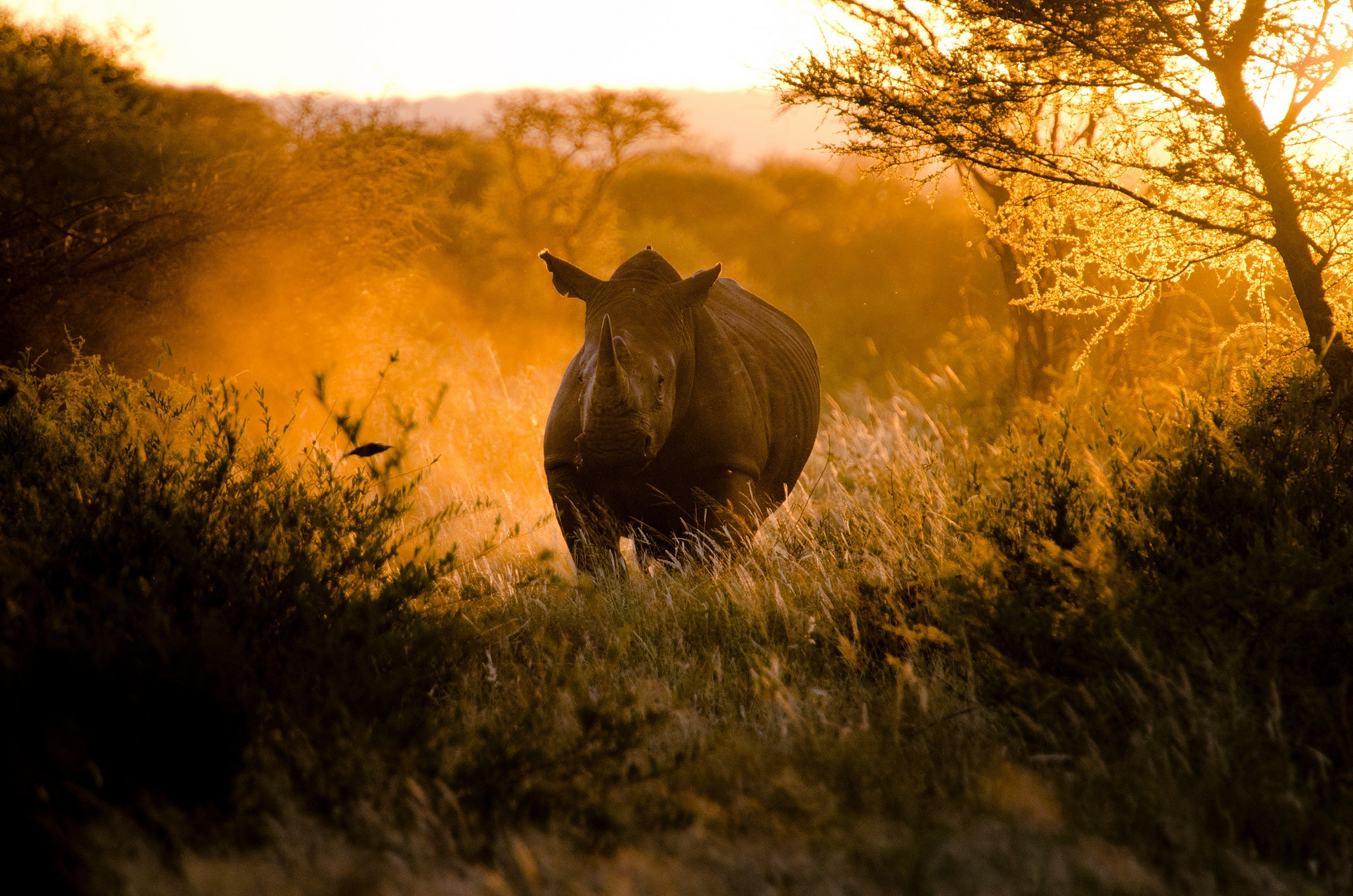 아프리카 벽지,코뿔소,야생 동물,검은 코뿔소,흰 코뿔소,원정 여행