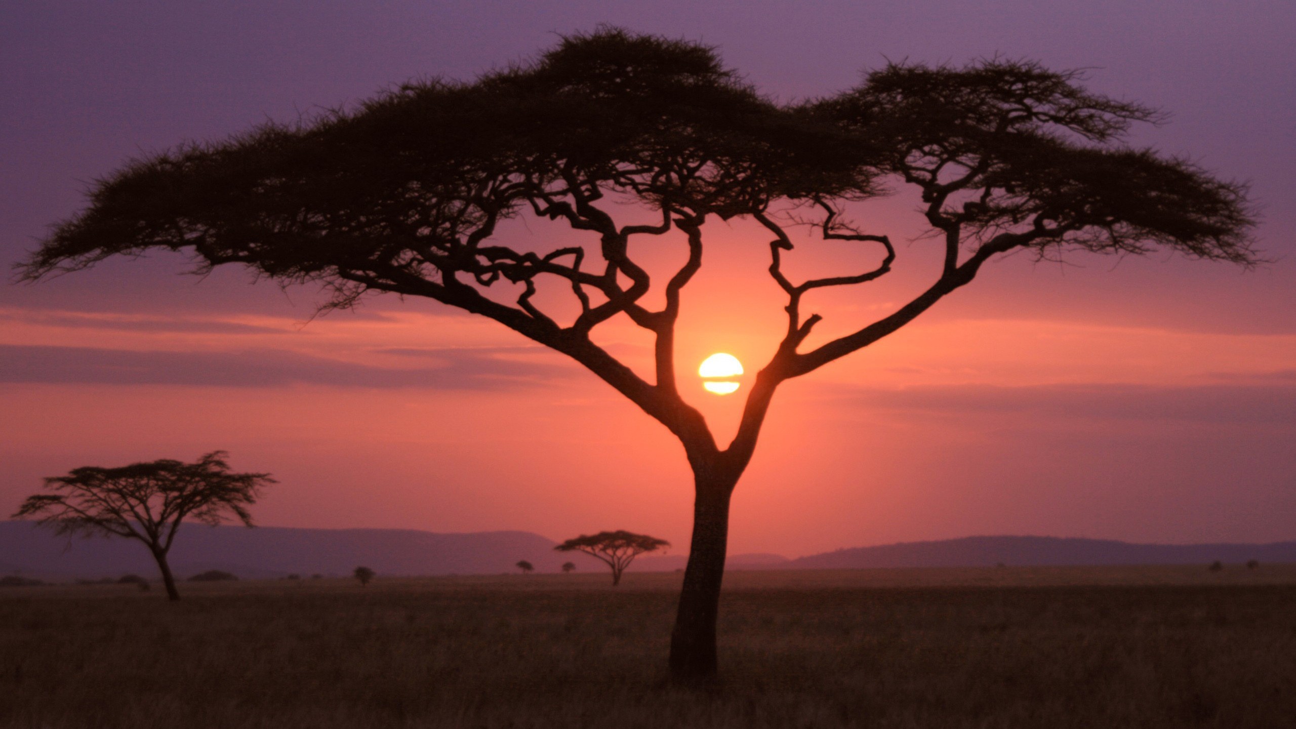 afrika wallpaper,baum,himmel,savanne,natur,natürliche landschaft