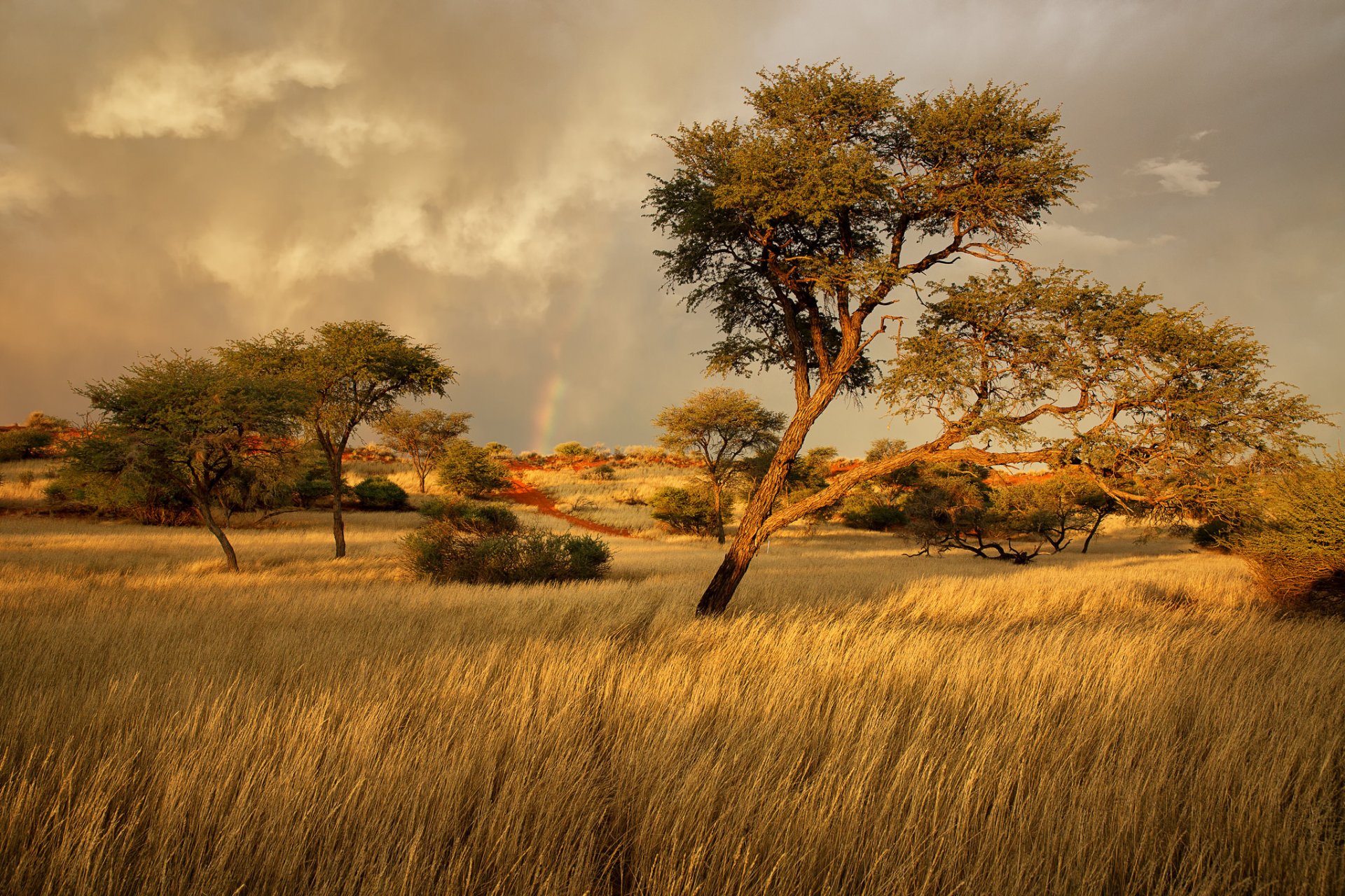 fond d'écran afrika,paysage naturel,la nature,savane,arbre,prairie