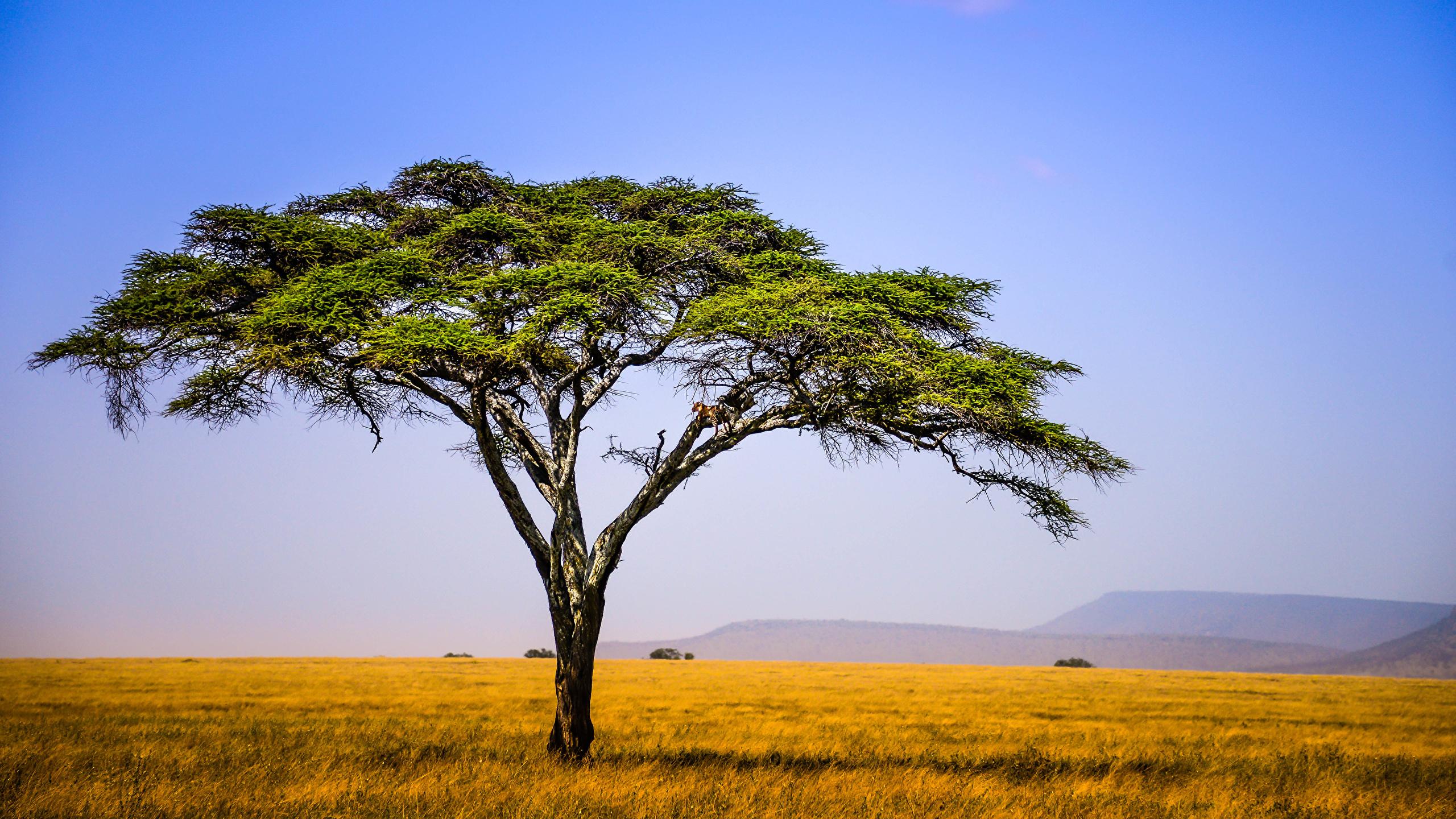 carta da parati afrika,albero,savana,prateria,paesaggio naturale,pianura